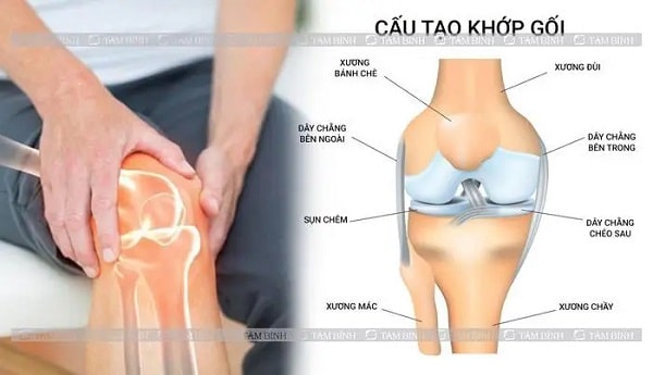 Cấu tạo khớp gối