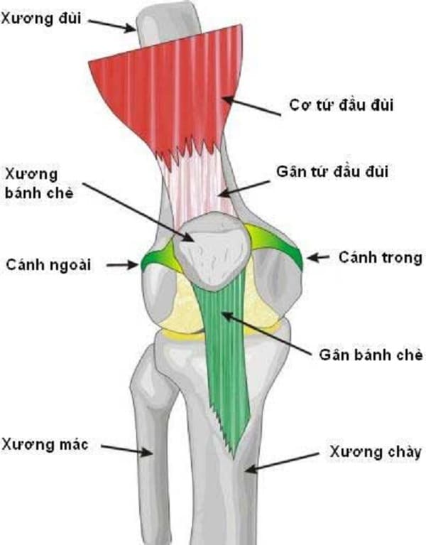 Hội chứng xương bánh chè