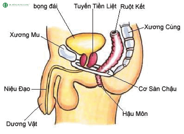 Mô tả niệu đạo và các cấu trúc xung quanh