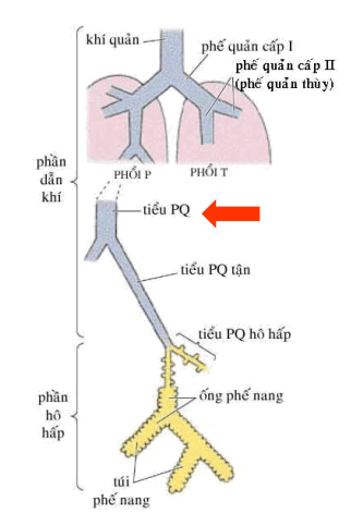 Minh họa sự phân chia của phế quản cho đến tận phế nang