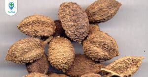 Sa nhân: Thảo dược vàng cho hỗ trợ tiêu hóa