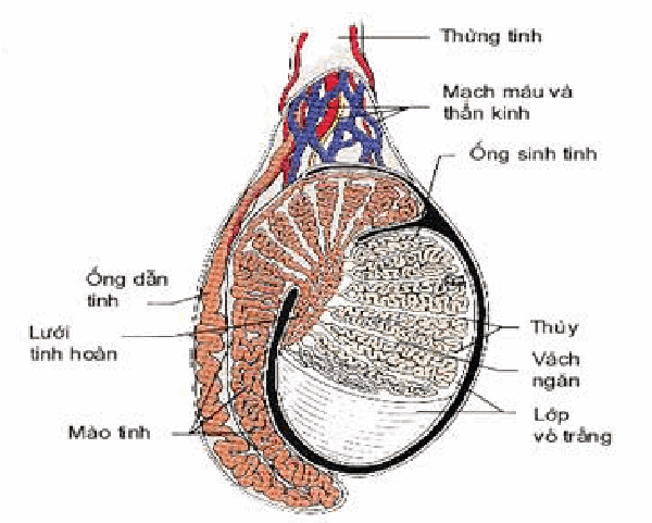 Cấu trúc cắt ngang của tinh hoàn