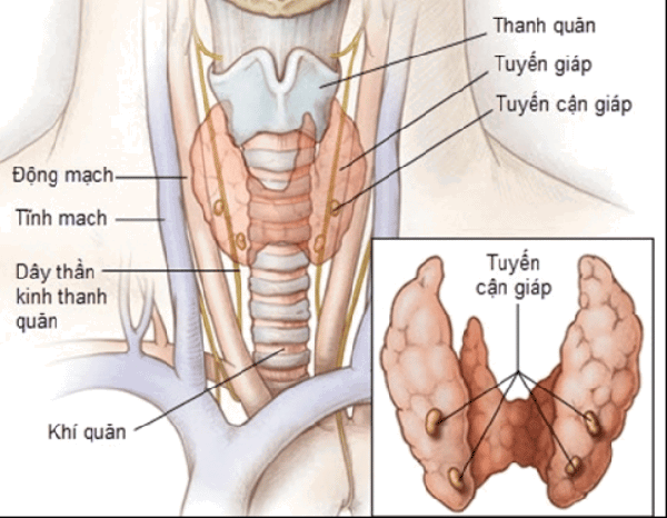 Vị trí của tuyến cận giáp