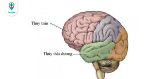 Bạn biết gì về động kinh thùy thái dương?