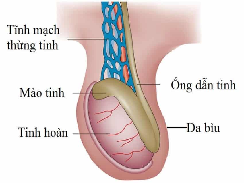 Tinh hoàn là nơi sản xuất tinh trùng