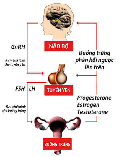 Progesterone đối với phụ nữ sau mãn kinh