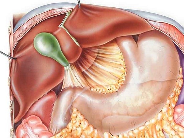 Túi mật nằm dưới gan và ngay cạnh dạ dày, lỗ đổ của túi mật vào ruột non ngay đoạn cuối dạ dày