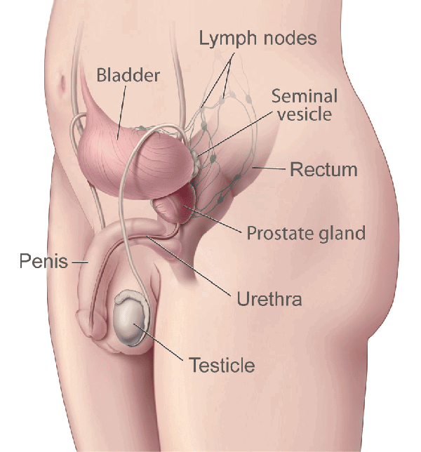 tuyến tiền liệt