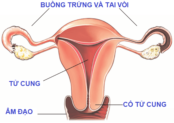 Các bộ phận sinh dục trong của phụ nữ