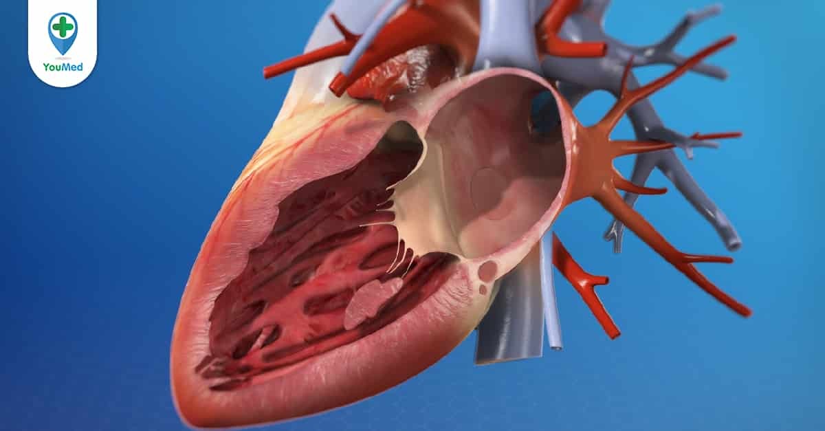 Van 3 lá và van 2 lá trong tim người có chức năng gì?
