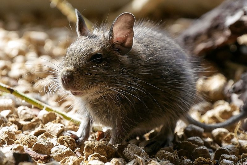 Chuột nai là loài mang mầm bệnh gây hội chứng phổi do virus Hanta