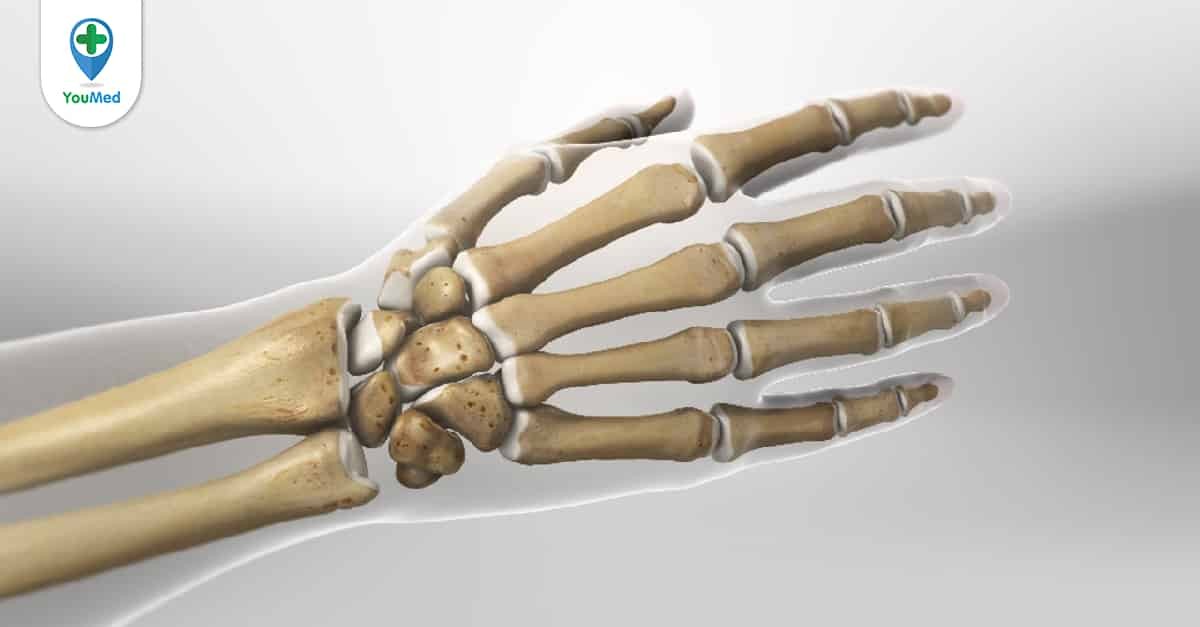  Mô hình xương bàn tay ? Tìm hiểu về kiến thức cơ bản của xương chày