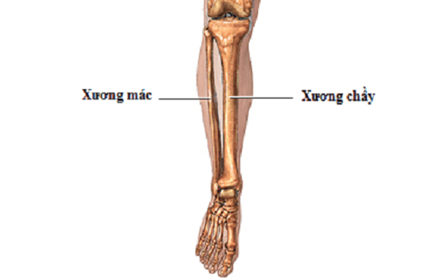 Vị trí của xương mác