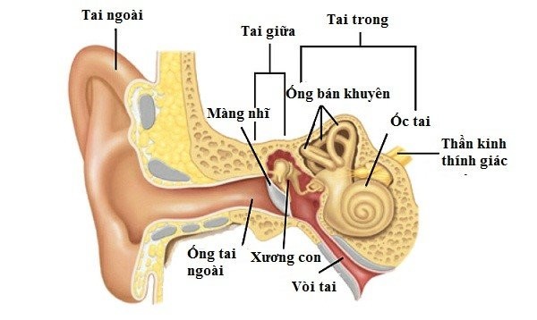Tai được chia thành tai ngoài, tai giữa và tai trong.