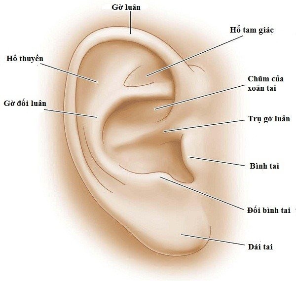 Một số cấu trúc của loa tai