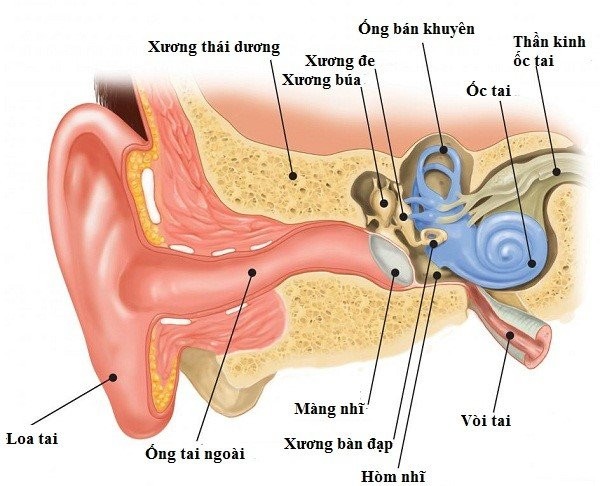 Chuỗi 3 xương con của tai giữa
