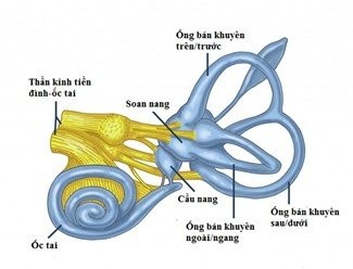 Các cấu trúc của tai trong - Nguồn ảnh:Anatom Note.
