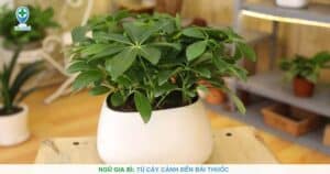 Ngũ gia bì: Từ cây cảnh đến bài thuốc chữa bệnh