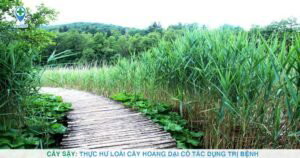 Cây Sậy: Thực hư loài cây hoang dại có tác dụng trị bệnh