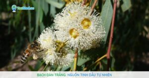 Bạch đàn trắng: Nguồn tinh dầu tự nhiên