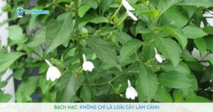 Bạch hạc: Không chỉ là loài cây làm cảnh