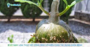 Bí kỳ nam: Loài thực vật cộng sinh với kiến cùng tác dụng chữa bệnh