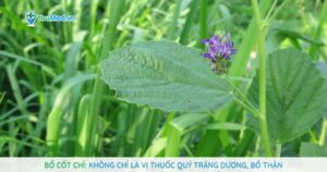 Bổ cốt chỉ: Không chỉ là vị thuốc quý tráng dương, bổ thận