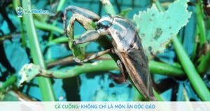 Cà cuống: Không chỉ là món ăn độc đáo