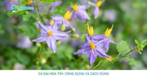 Cà dại hoa tím: Công dụng và cách dùng