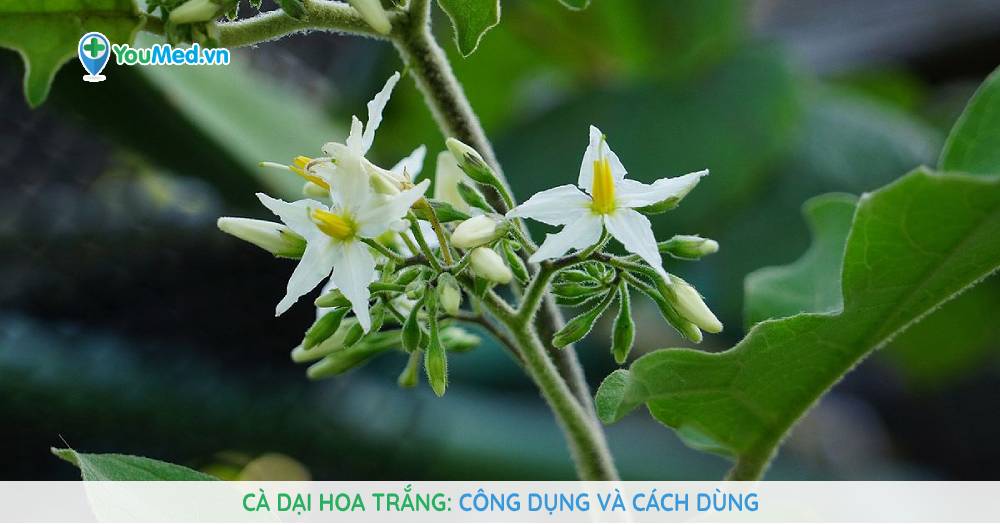Cà dại hoa trắng: Công dụng và cách dùng