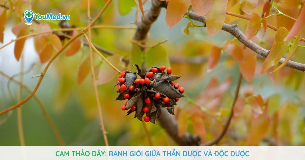 What are the characteristics and features of the dây cam thảo plant?