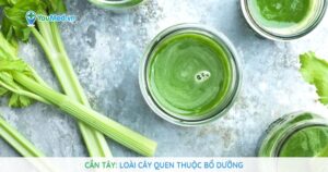 Cần tây: Loài cây quen thuộc bổ dưỡng