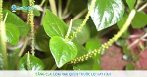 Càng cua: Loại rau quen thuộc lợi hay hại?