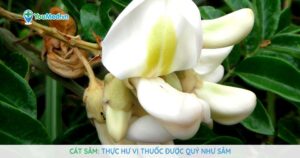 Cát sâm: Thực hư vị thuốc được quý như sâm