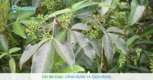 Cây Ba chạc: Công dụng và cách dùng