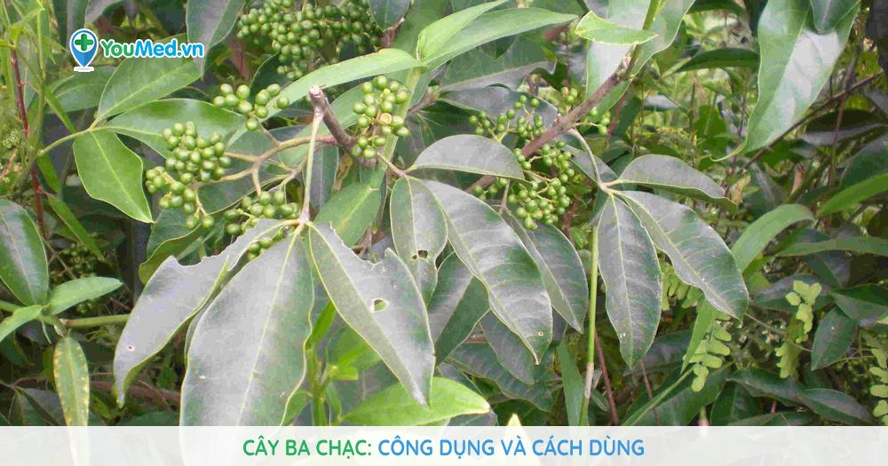 Cây Ba chạc: Công dụng và cách dùng - YouMed