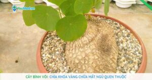 Cây Bình vôi: Chìa khóa vàng chữa mất ngủ quen thuộc