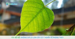 Cây Bồ đề: Không chỉ là loài cây có ý nghĩa về phong thủy