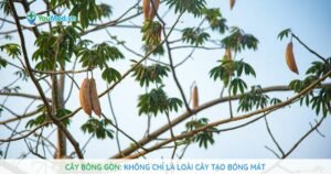 Cây Bông gòn: Không chỉ là loài cây tạo bóng mát