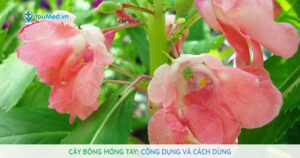 Cây Bông móng tay: Công dụng và cách dùng
