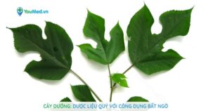 Cây Dướng: Dược liệu quý với công dụng bất ngờ