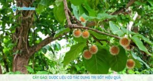 Cây Gáo: Dược liệu có tác dụng trị sốt hiệu quả