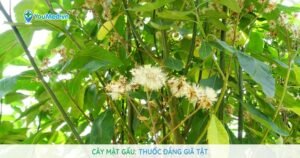 Cây Mật gấu: Thuốc đắng giã tật