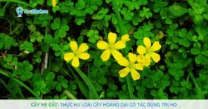 Cây Me đất: Thực hư loài cây hoang dại có tác dụng trị ho