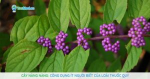 Cây Nàng Nàng: Công dụng ít người biết của loài thuốc quý