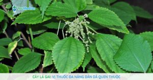 Cây lá gai: Vị thuốc đa năng dân dã quen thuộc
