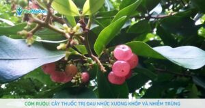 Cơm rượu: Cây thuốc trị đau nhức xương khớp và nhiễm trùng