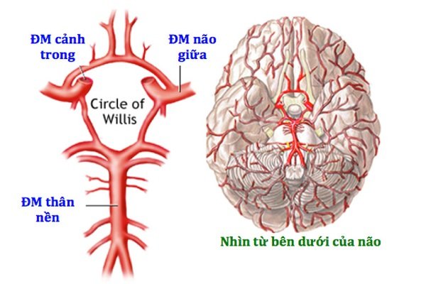 Động mạch não giữa