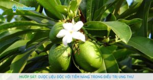 Mướp sát: Dược liệu độc với tiềm năng trong điều trị ung thư