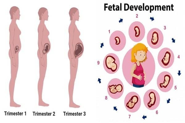 Sự hình thành và phát triển của thai nhi rất thú vị